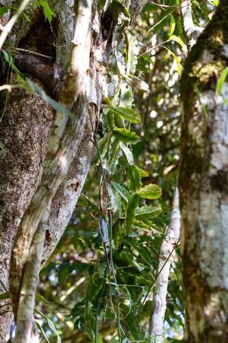 Rhipsalis agudoensis