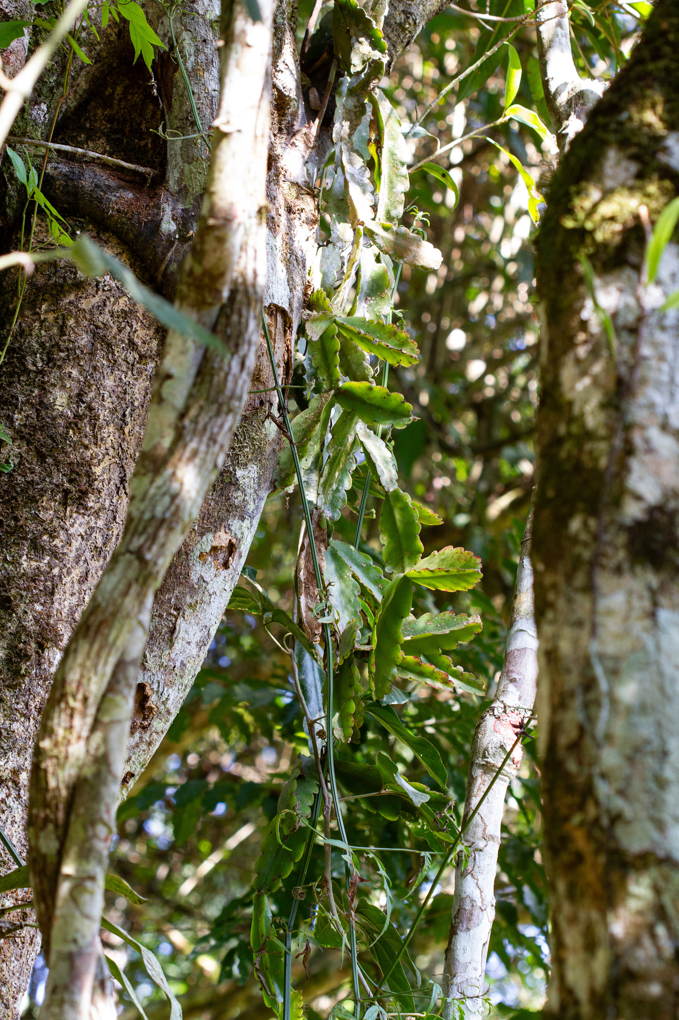 Rhipsalis agudoensis