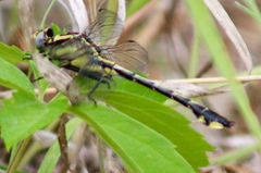 Gomphurus fraternus
