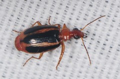 Lebia solea
