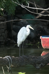 Ardea alba