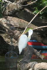 Ardea alba