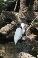 Ardea alba
