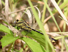 Gomphurus fraternus