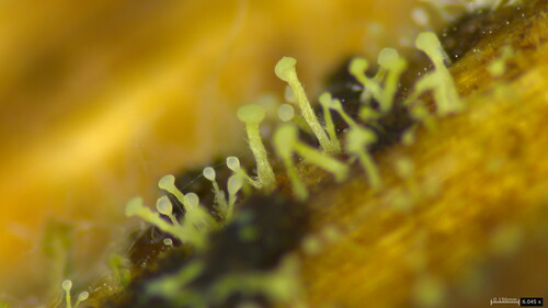 Dendrostilbella prasinula