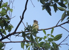 Vireo nelsoni