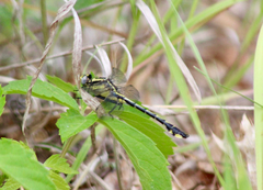 Gomphurus fraternus