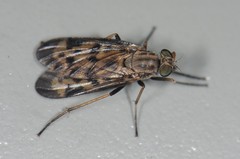 Rhagio punctipennis
