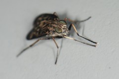 Rhagio punctipennis