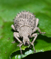 Pseudocneorhinus setosus