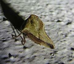 Telamona ampelopsidis