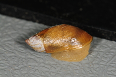 Oxyloma retusum