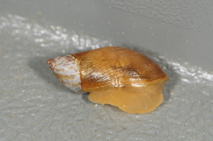 Oxyloma retusum
