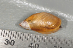 Oxyloma retusum