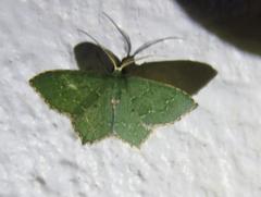 Chloropteryx nordicaria