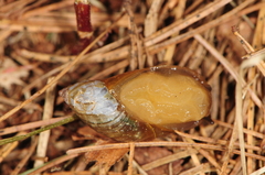 Oxyloma retusum