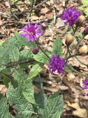 Vernonia greggii