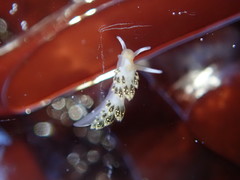 Diaphoreolis flavovulta