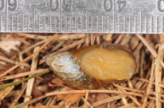 Oxyloma retusum