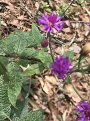 Vernonia greggii