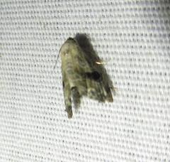 Abablemma duomaculata