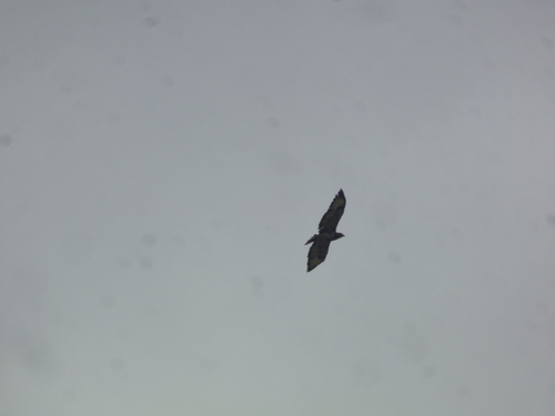 Red-necked Buzzard