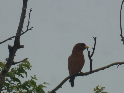 Broad-billed Roller