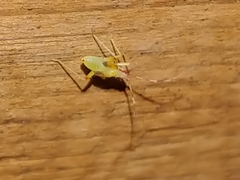 Campyloneura virgula