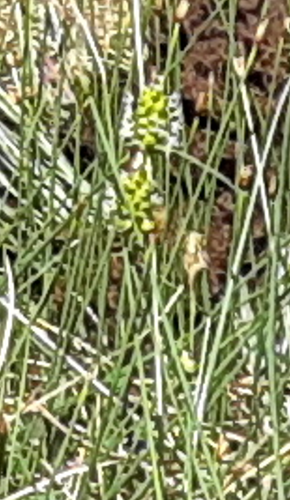 Carex rotundata iNat (1)