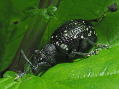 Otiorhynchus gemmatus