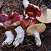 Russula californiensis - Photo (c) noah_siegel, vissa rättigheter förbehållna (CC BY-NC-SA), uppladdad av noah_siegel