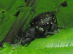 Otiorhynchus gemmatus