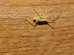 Campyloneura virgula