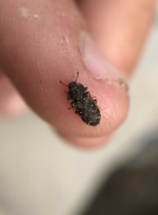 Colydiinae