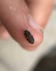 Colydiinae