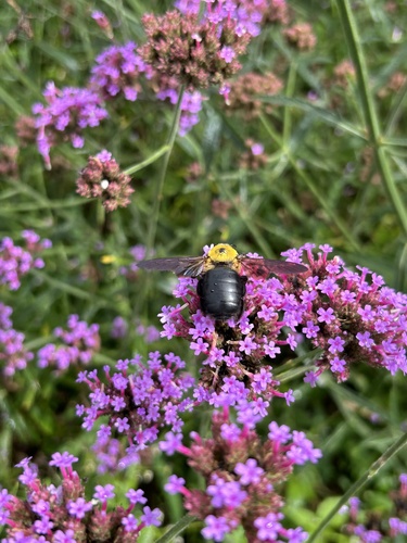 Appendiculate Carpenter Bee