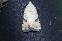 Micrathetis costiplaga