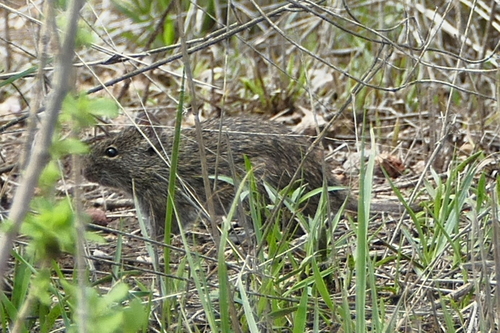 White-eared Cotton Rat