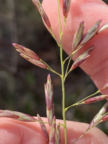 Triodia mitchellii
