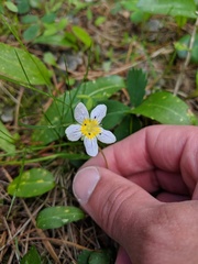 Hesperochiron pumilus