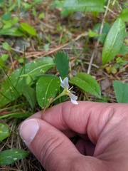 Hesperochiron pumilus