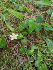 Hesperochiron pumilus