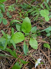 Hesperochiron pumilus