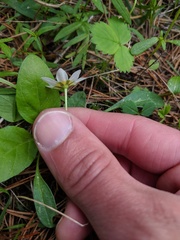 Hesperochiron pumilus