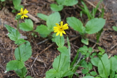 Arnica latifolia