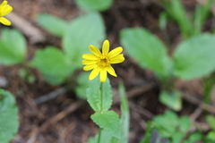 Brooke Smith, CC BY, iNaturalist via GBIF Arnica latifolia, photograph Brooke Smith, CC BY, iNaturalist via GBIF