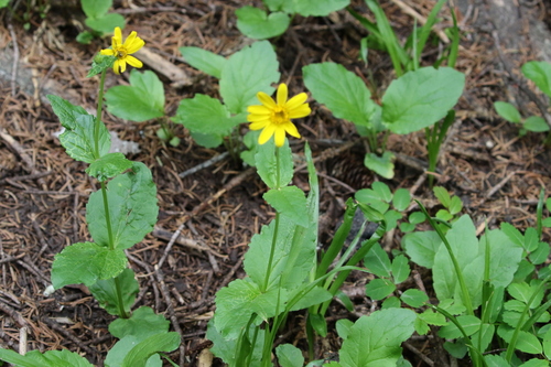 Arnica latifolia, photograph 1