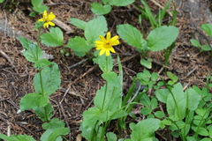 Brooke Smith, CC BY, iNaturalist via GBIF Arnica latifolia, photograph Brooke Smith, CC BY, iNaturalist via GBIF
