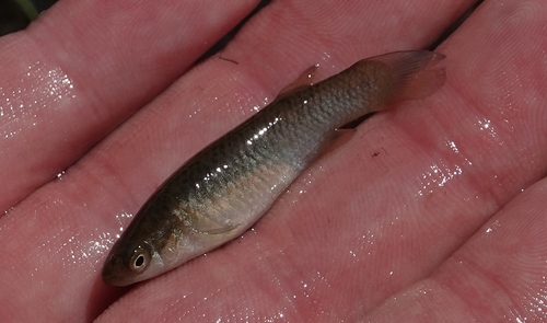 Fundulus sciadicus