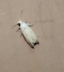 Epiblema separationis